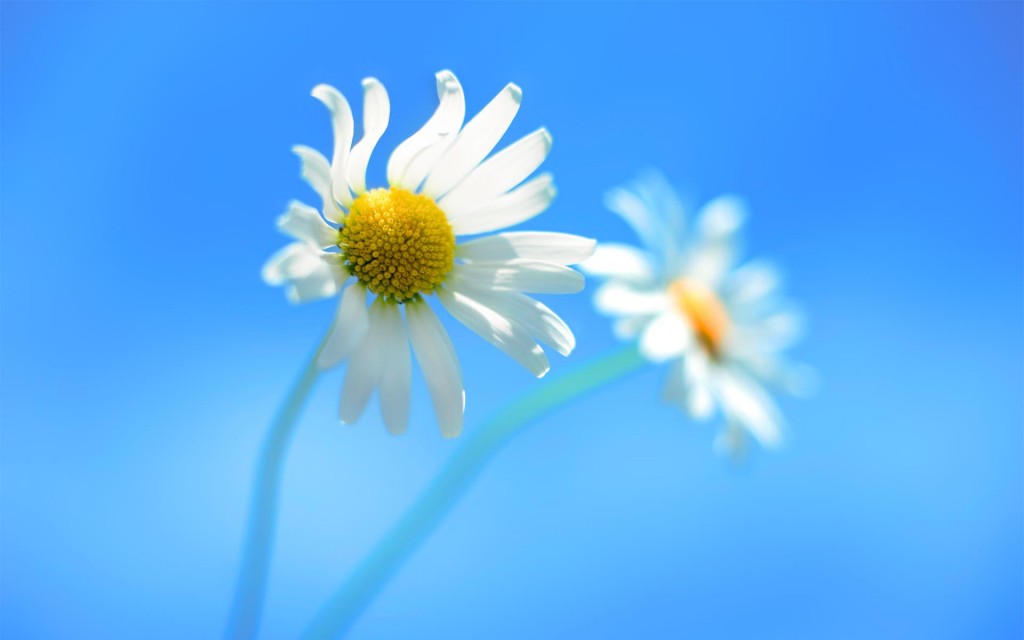 windows8-arkaplan-260612