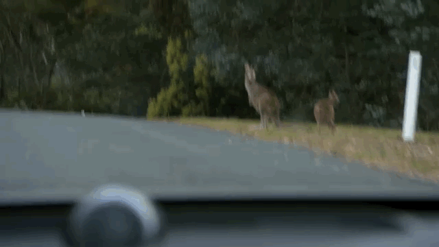 volvo-avustralya-kanguru-031115-2