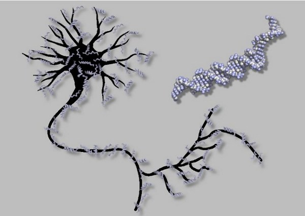 DNA tabanlı yapay sinir ağıyla deney tübünde ilkel beyin üretildi - Video