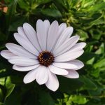 xperia xz inceleme