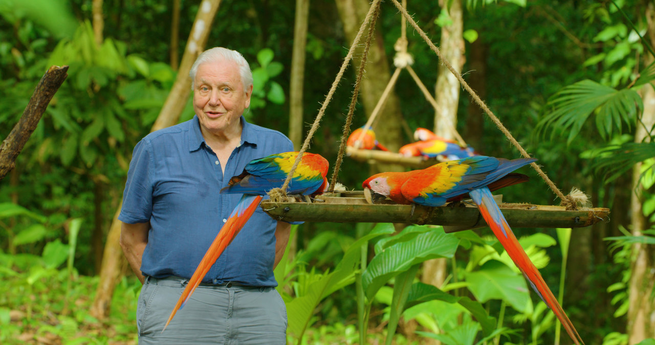David Attenborough ile Yaşamın Renkleri