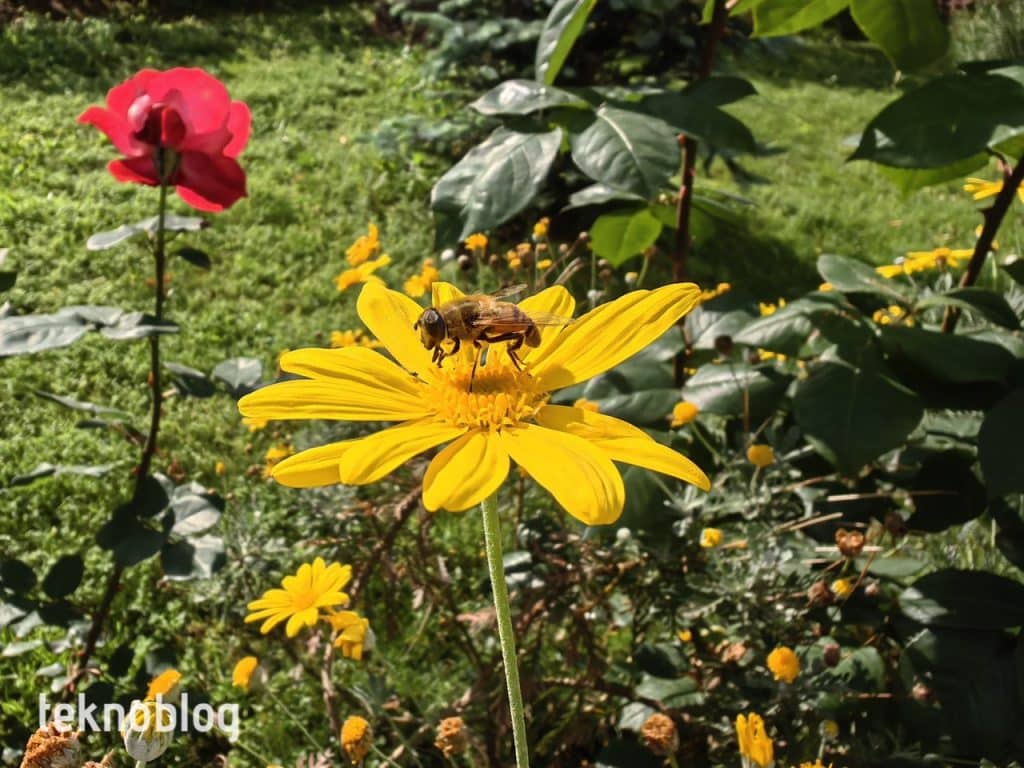 Huawei P60 Pro İncelemesi