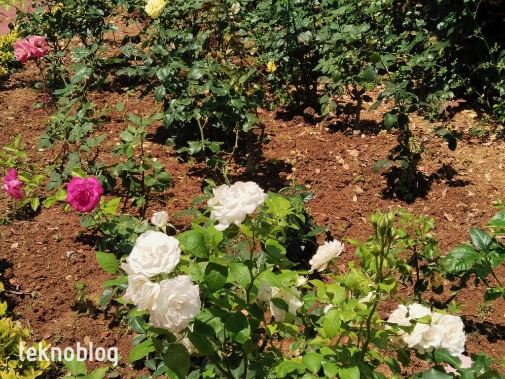 Vivo Y36 İncelemesi