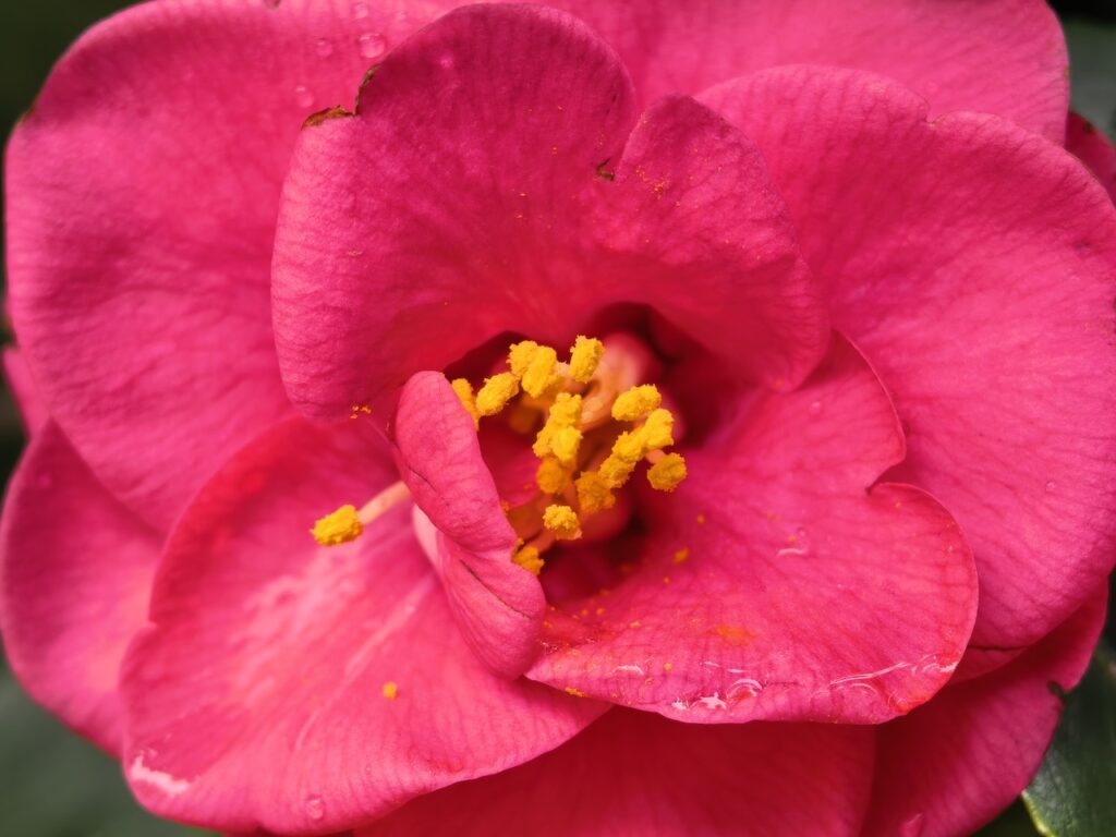 Katlanabilir, ama ödün vermeyen bir amiral gemisi mi? Huawei Mate X7 İncelemesi