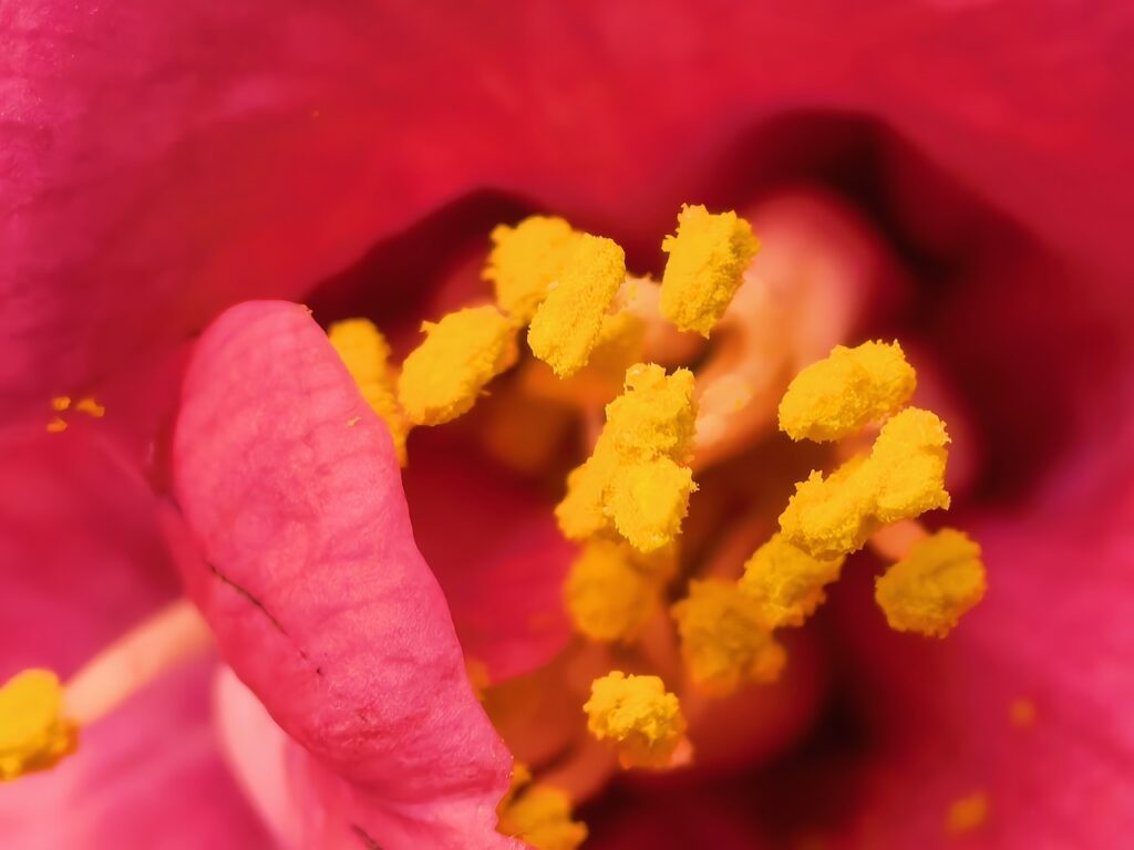 Katlanabilir, ama ödün vermeyen bir amiral gemisi mi? Huawei Mate X7 İncelemesi