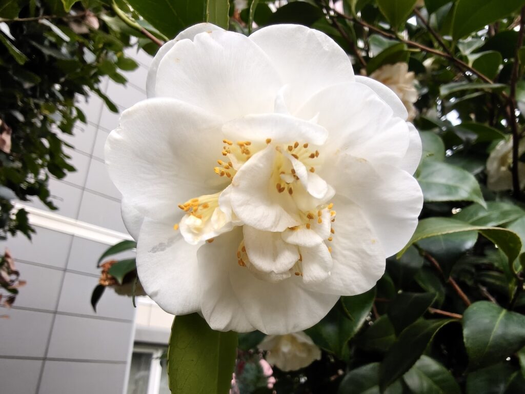 200 megapiksel kamera kompakt gövdeyle buluştu: Oppo Reno 15 Pro İncelemesi