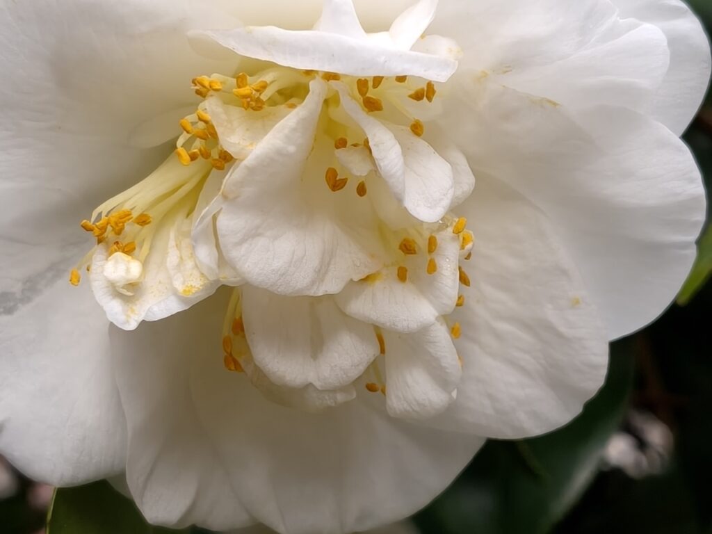 200 megapiksel kamera kompakt gövdeyle buluştu: Oppo Reno 15 Pro İncelemesi