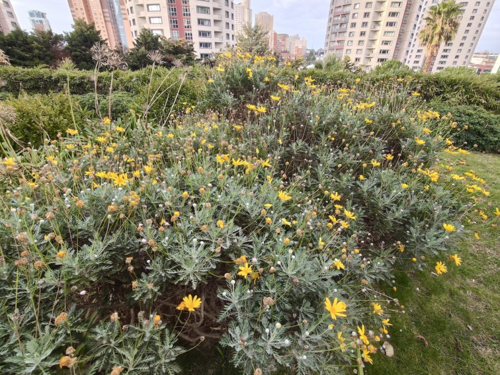 200 megapiksel kamera kompakt gövdeyle buluştu: Oppo Reno 15 Pro İncelemesi