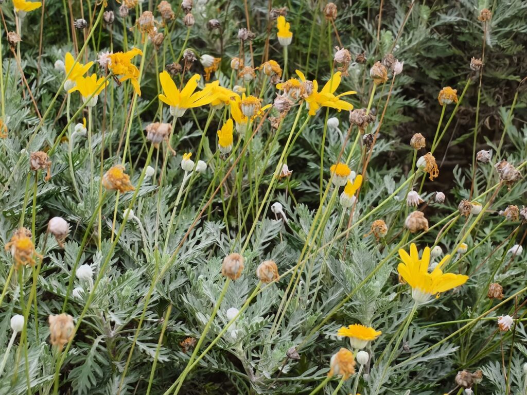 200 megapiksel kamera kompakt gövdeyle buluştu: Oppo Reno 15 Pro İncelemesi