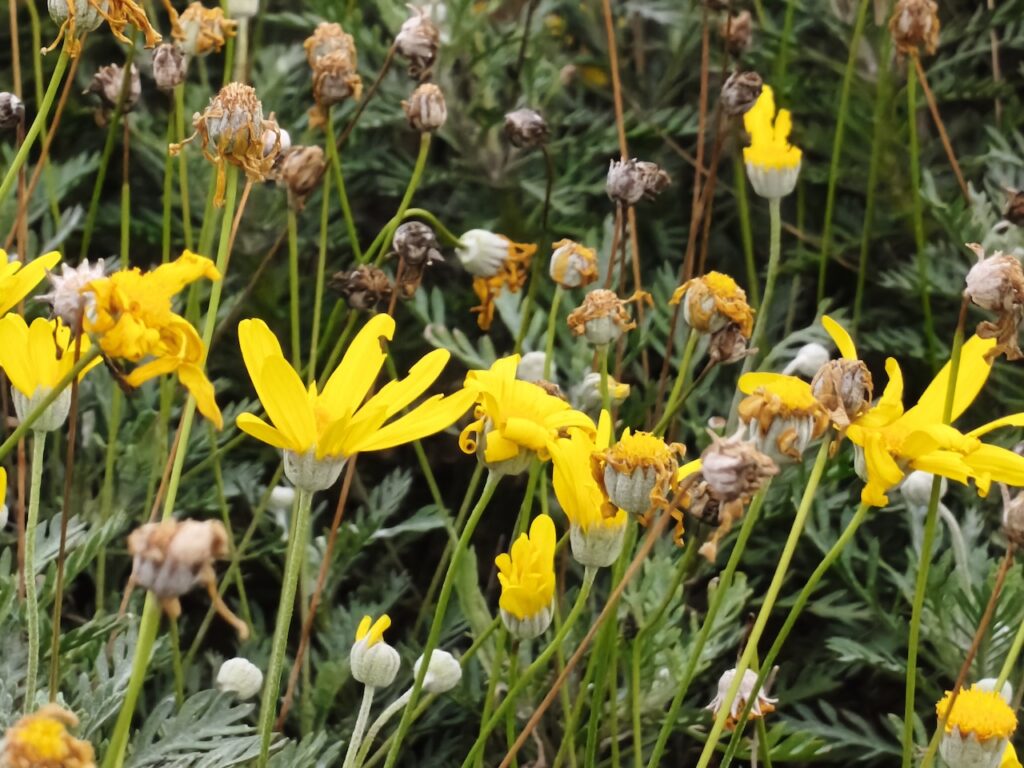 200 megapiksel kamera kompakt gövdeyle buluştu: Oppo Reno 15 Pro İncelemesi