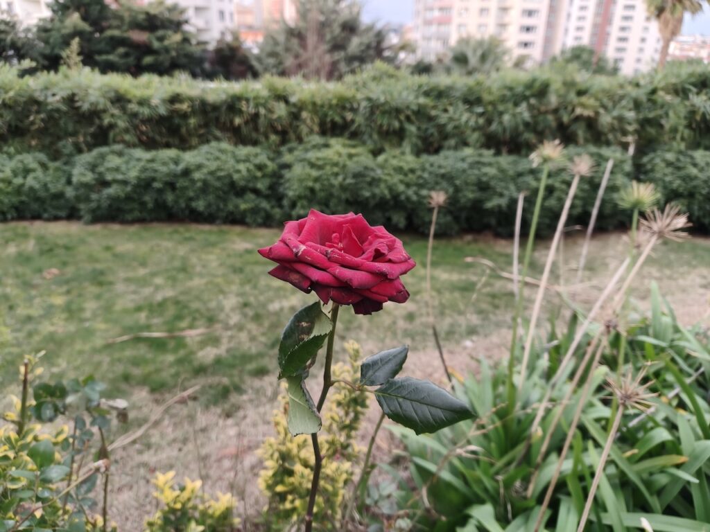 200 megapiksel kamera kompakt gövdeyle buluştu: Oppo Reno 15 Pro İncelemesi