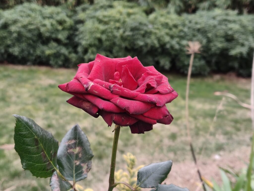 200 megapiksel kamera kompakt gövdeyle buluştu: Oppo Reno 15 Pro İncelemesi