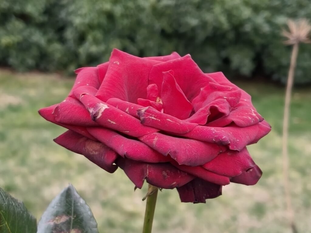 200 megapiksel kamera kompakt gövdeyle buluştu: Oppo Reno 15 Pro İncelemesi