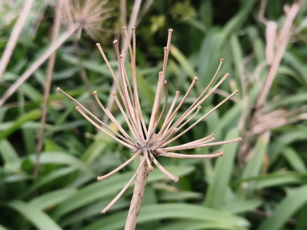 200 megapiksel kamera kompakt gövdeyle buluştu: Oppo Reno 15 Pro İncelemesi