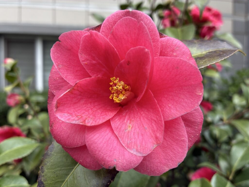 Doğru telefon, doğru fiyat mı? Apple iPhone 17e İncelemesi