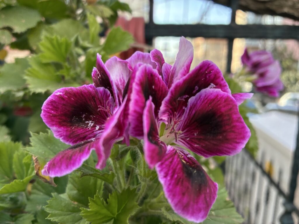 Doğru telefon, doğru fiyat mı? Apple iPhone 17e İncelemesi